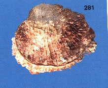 un caso di sinonimia